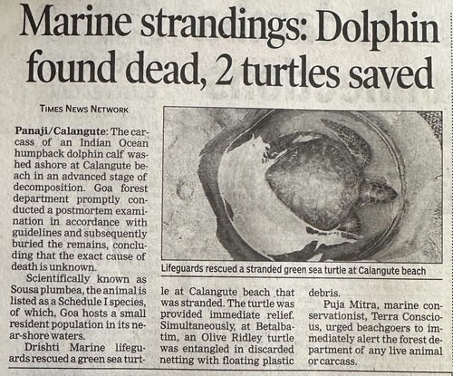 Marine Strandings: Dolphin found dead, 2 turtles saved