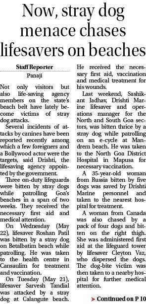 Now stary dog menace chases lifesavers on  beach
