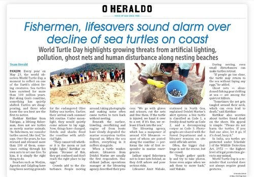 Fishermen, lifesavers sound alarm over decline of sea turtles on coast